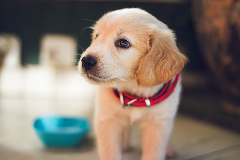 Best Pet-Friendly Stores To Visit With Your Pet