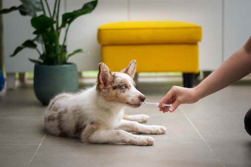 A dog collecting some medicine