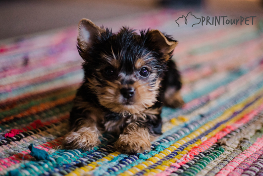 5 Essential Steps to Teach Your Dog Their Name Like a Pro
