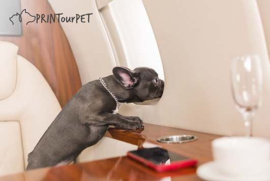 Your Tailored Guide to Stress-free Air Travel with Your Dog
