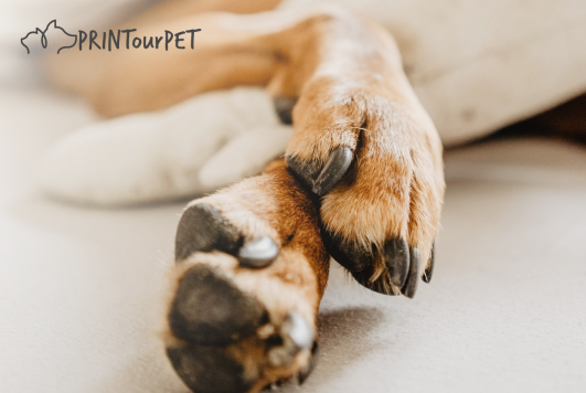 A Paw-sitive Approach to Handling Your Dog's Broken Nails