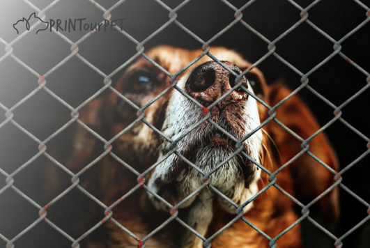 Top 5 Ways to Help Shelter Dogs During the Holidays