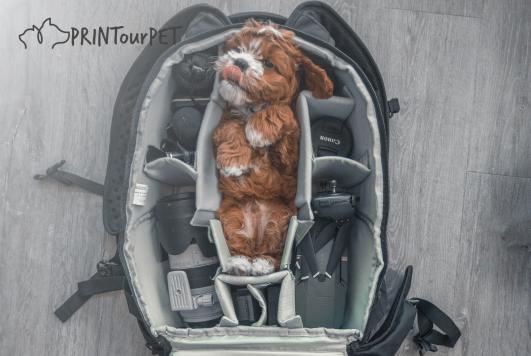 5 Tips for Traveling Safely With Your Pet