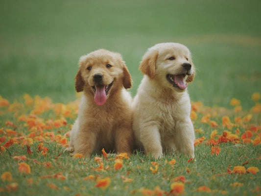 unique dog names
