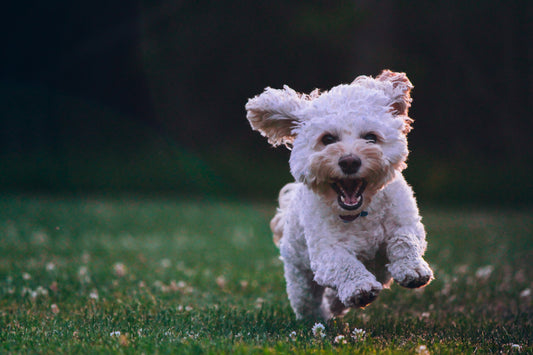 5 Tips For Curing Your Pets Seasonal Allergies