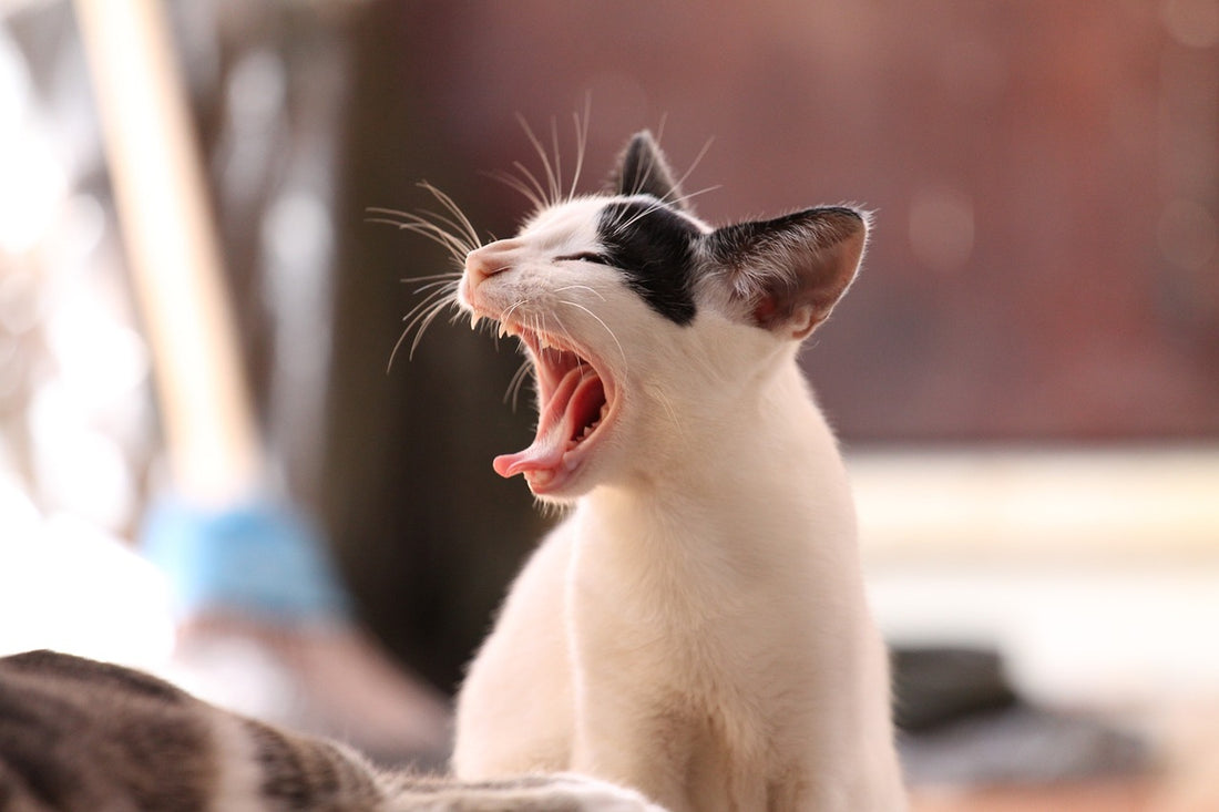 cat stickers