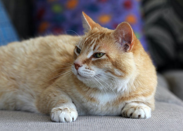 Why Do Cats Make Biscuits