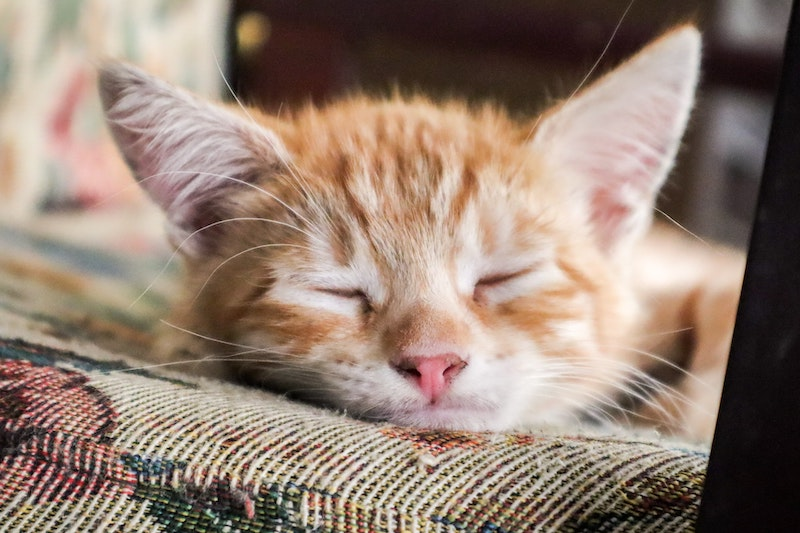 Why Do Cat's Sleep So Much?