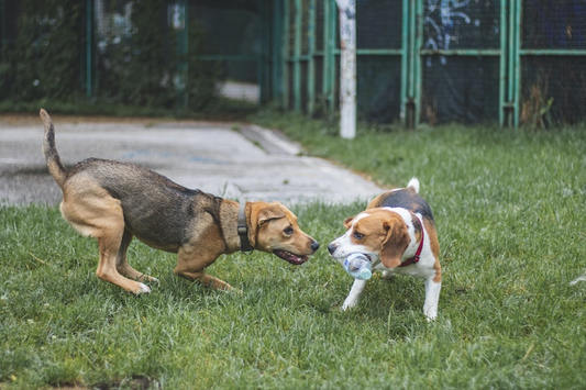 Everything You Need To Know About Pet Boarding