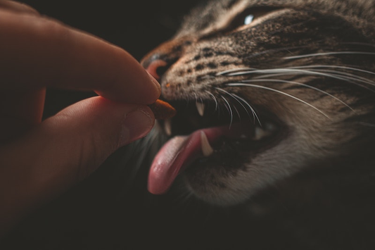 A man feeding his cat some cat treats