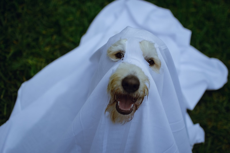 The Best Dog Halloween Costume For Your Pet