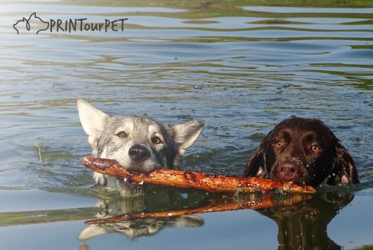 A Splash of Caution: Ensuring Pool Safety for Dogs