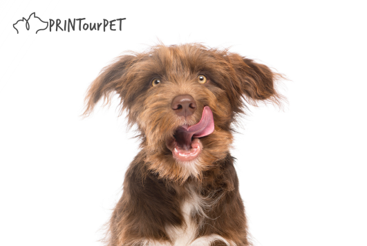 Why a Multivitamin Supplement is Essential for Your Dog's Health