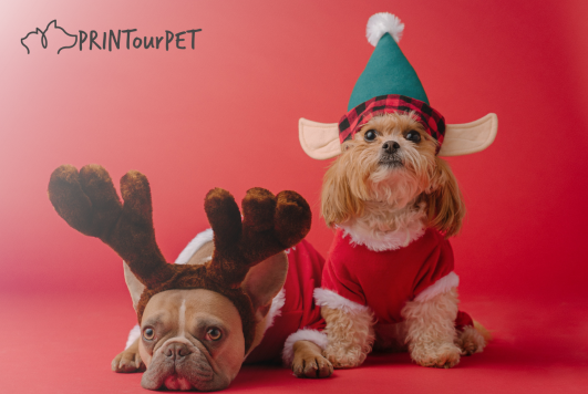 Celebrate the Holidays with Your Furry Friends: Fun and Heartwarming Activities