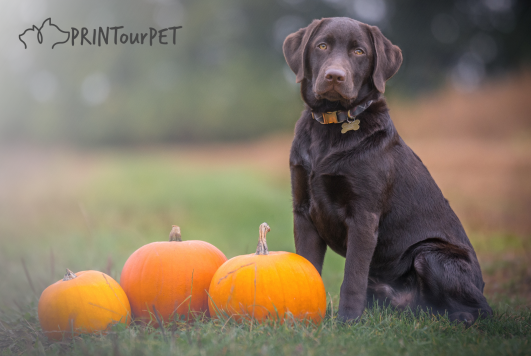 Pawsitively Pumpkin: The Superfood for Your Furry Friend