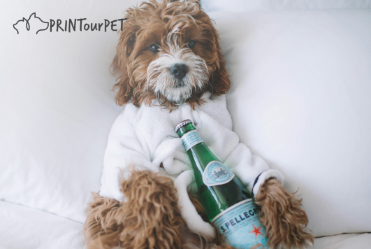 Can Dogs Drink Alcohol?