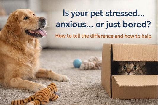 How to Tell if Your Pet is Stressed, Anxious, or Just Bored – And What to Do About It