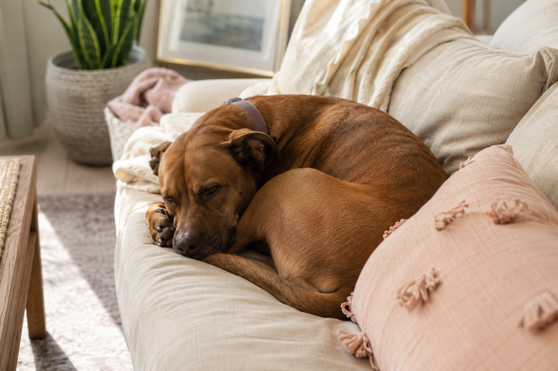 The Little Pet Moments You’ll Miss Most (And Why You Stop Noticing Them)