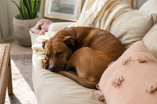 The Little Pet Moments You’ll Miss Most (And Why You Stop Noticing Them)