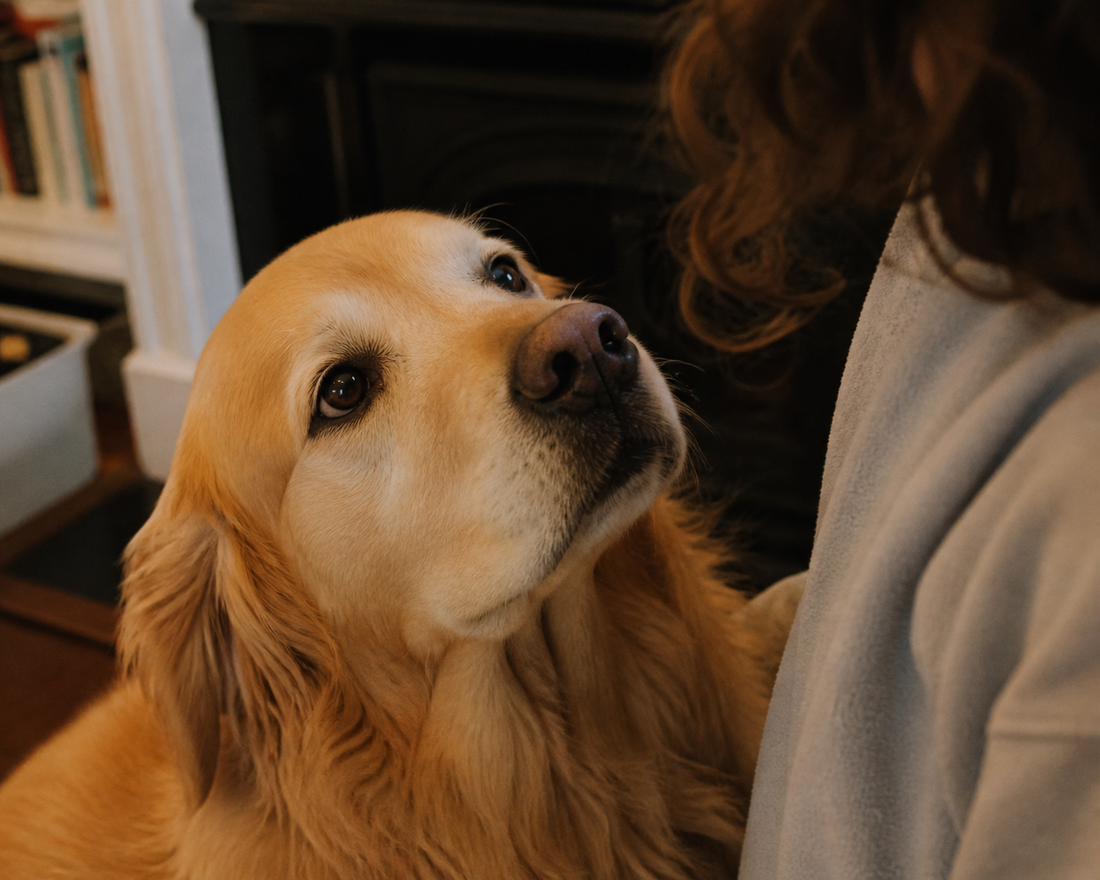 Why Your Pet Looks at You Like That