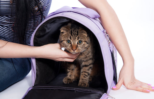 A cat in a a Pet Carrier