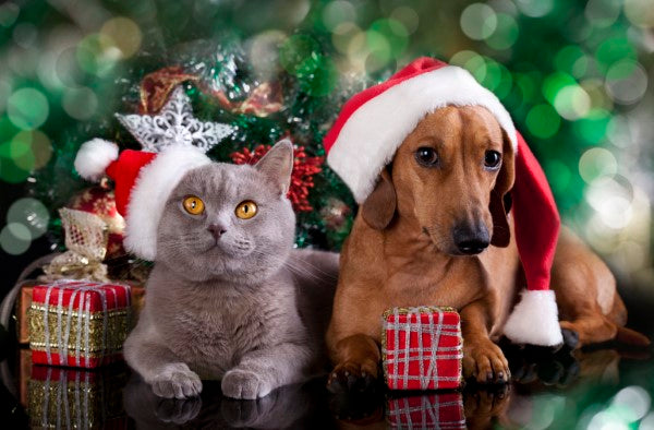14 Fun Ways to Celebrate the Holidays With Your Pets