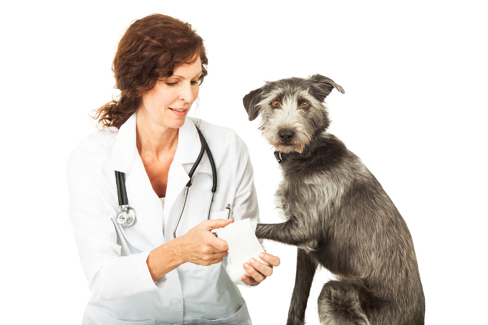 things to know about pet first aid