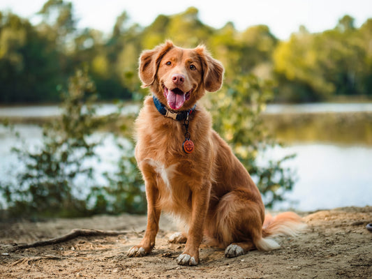 Dog smiling