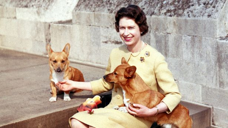 All You Need To Know About The Queen's Corgis