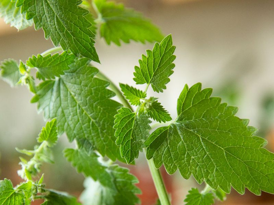 A picture of catnip leaves