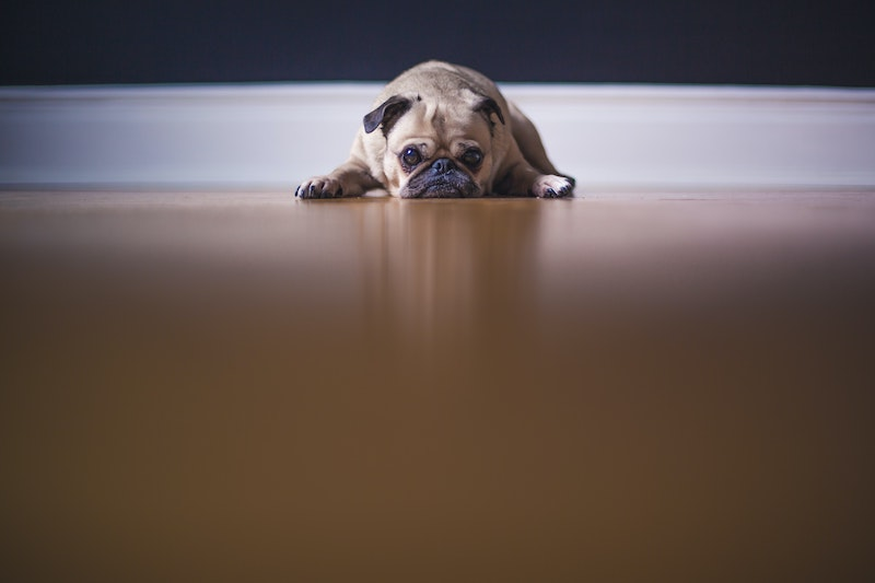 A pitfall laying on the floor