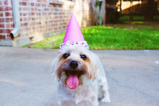 A picture of a dog smiling with a party hat on