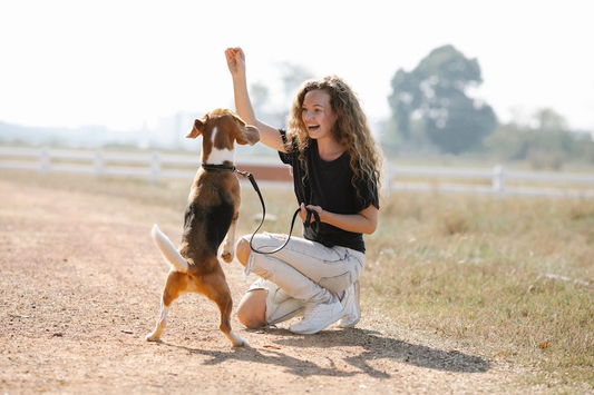 12 Fun Tricks To Teach Your Dog