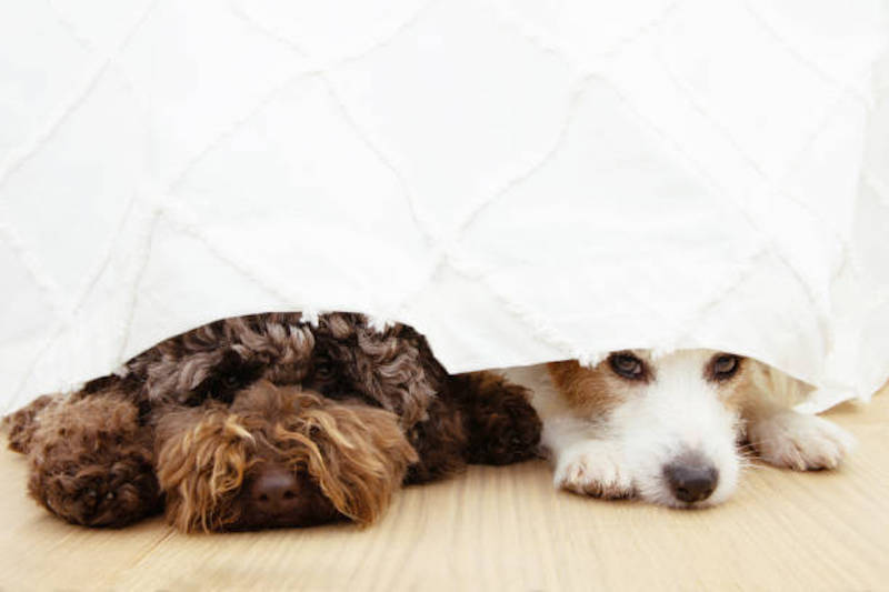 Two scared dogs below a curtain because of fireworks.