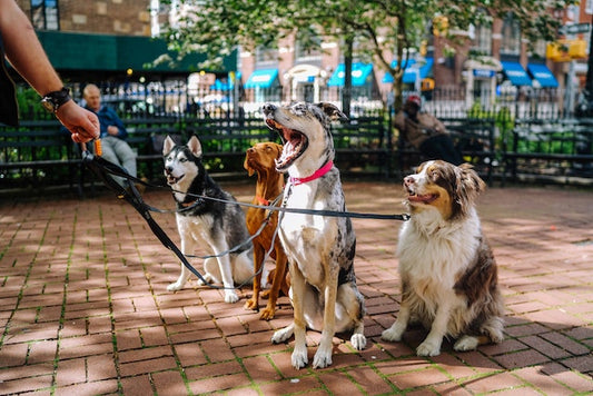 Four leashed dogs at the dog park