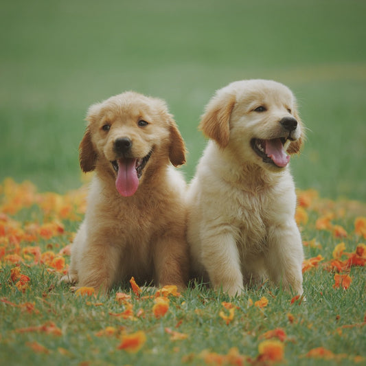 A photo of two pups smiling in the grass