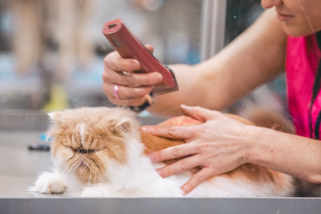 What Is Pet Grooming?