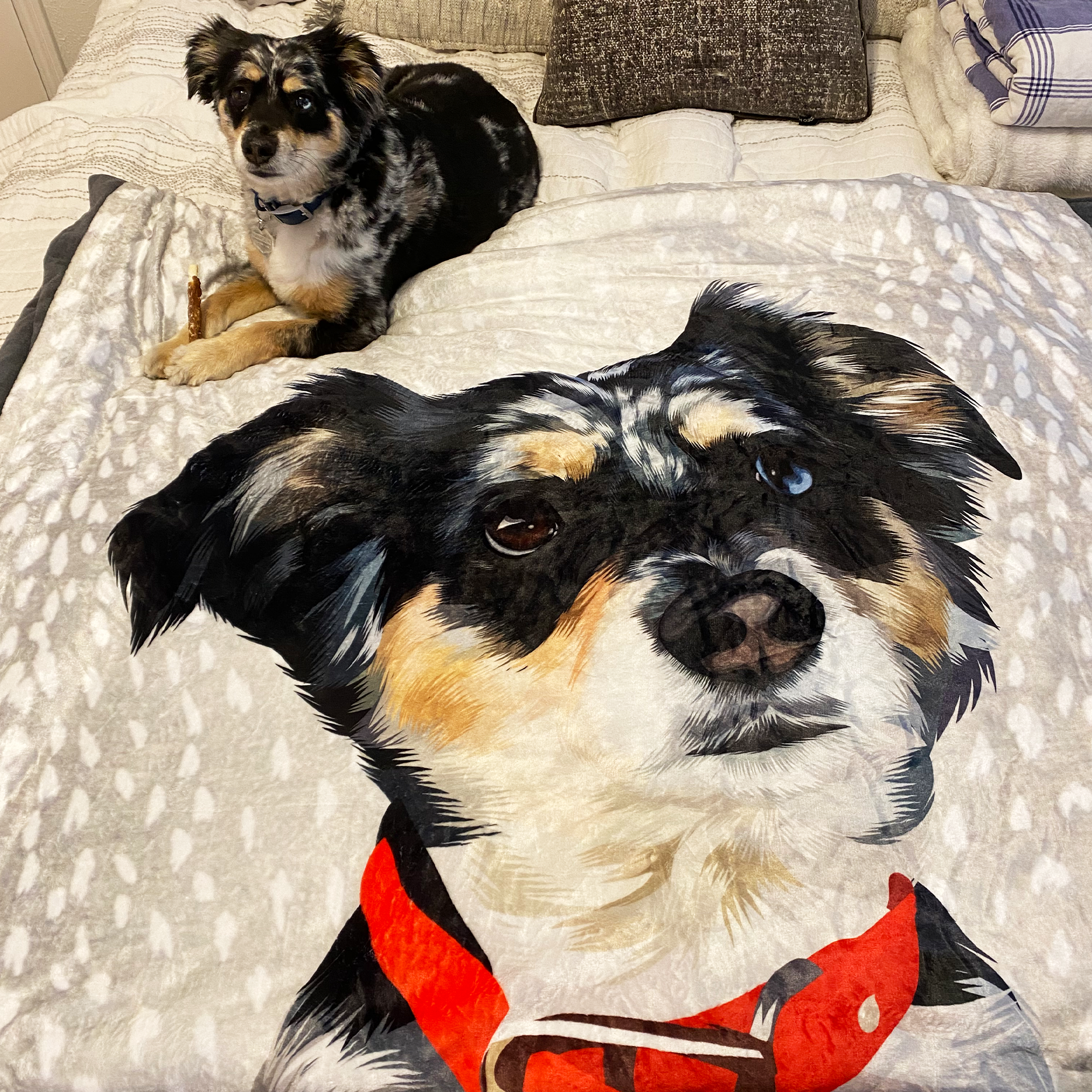 Custom Pet Blanket test Print Our Pet